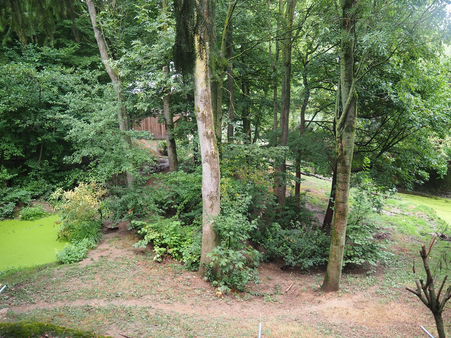 European wolverine exhibit, 2022-08-20