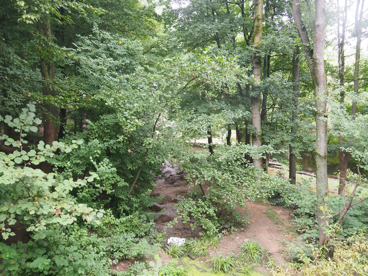 European wolverine exhibit, 2022-08-20