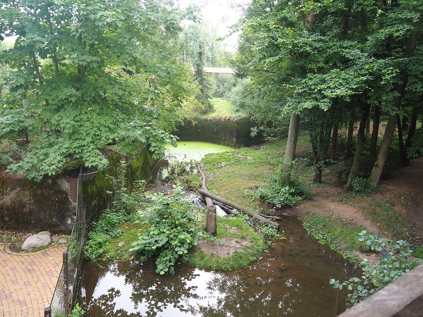 European wolverine exhibit, 2022-08-20