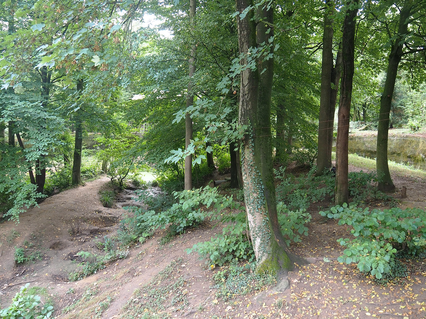 European wolverine exhibit, 2022-08-20