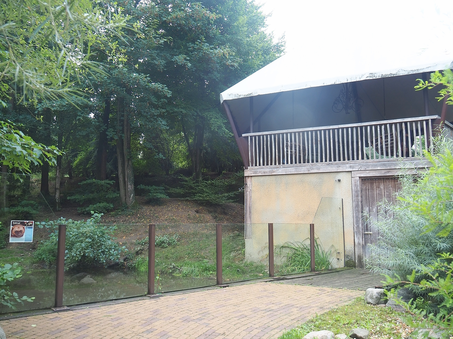 European wolverine exhibit, 2022-08-20