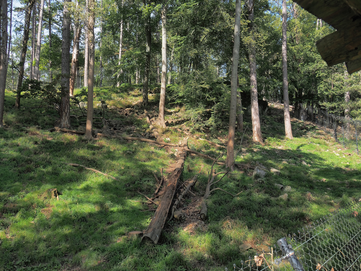 European wolverine exhibit, 2023-09-26