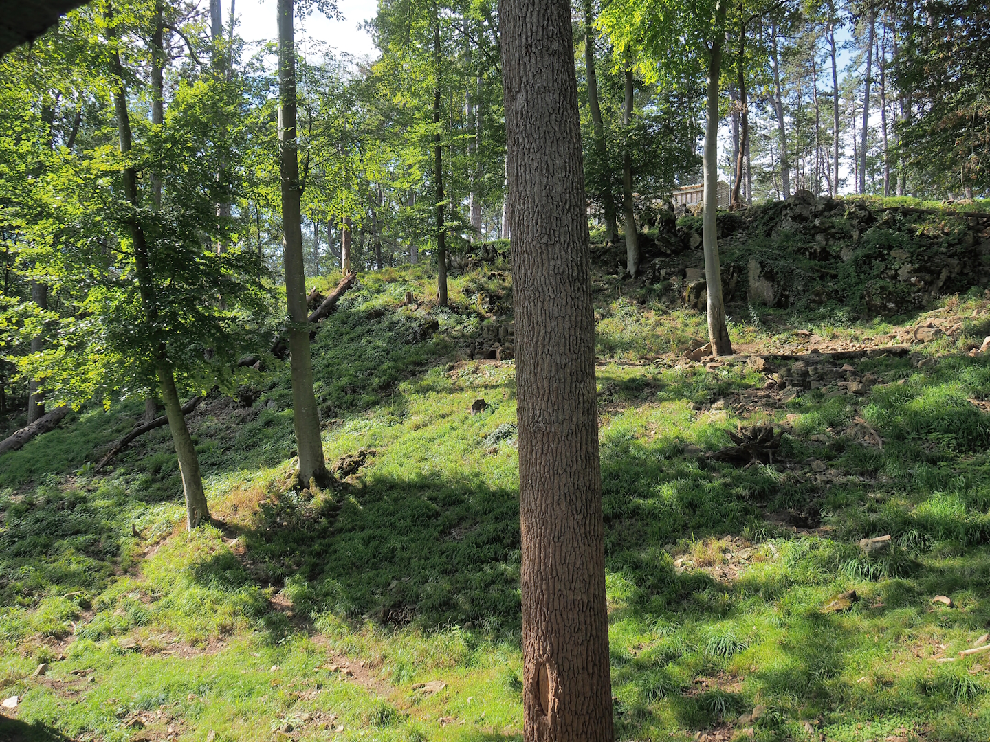 European wolverine exhibit, 2023-09-26