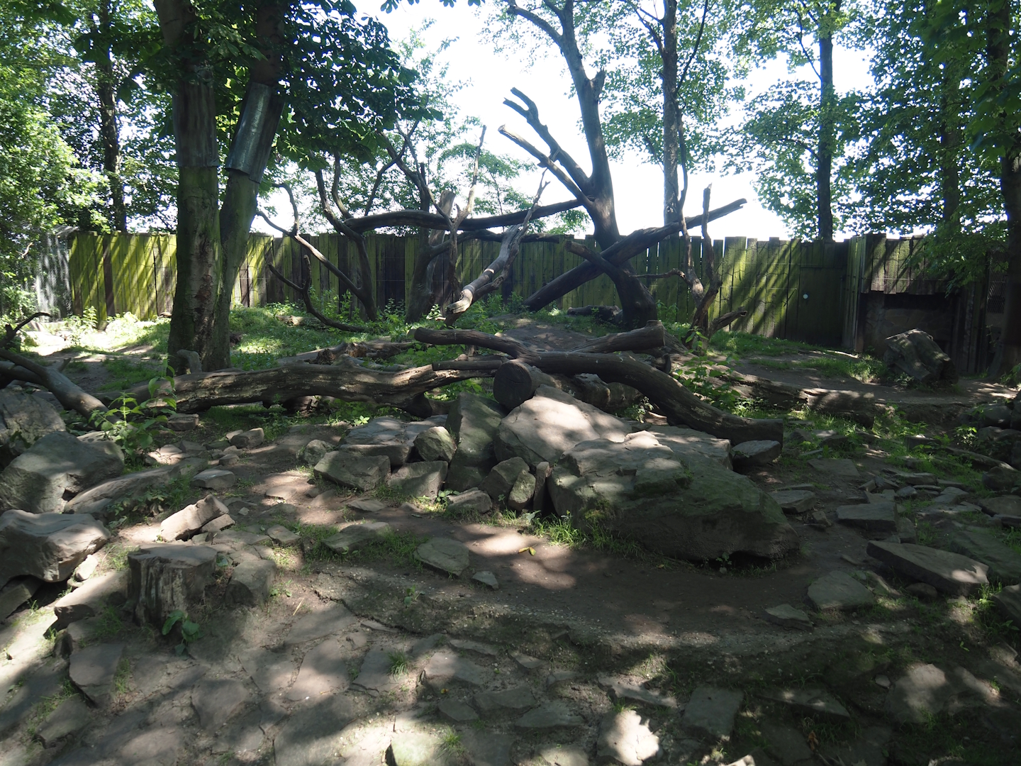 European wolverine exhibit, 2024-06-08