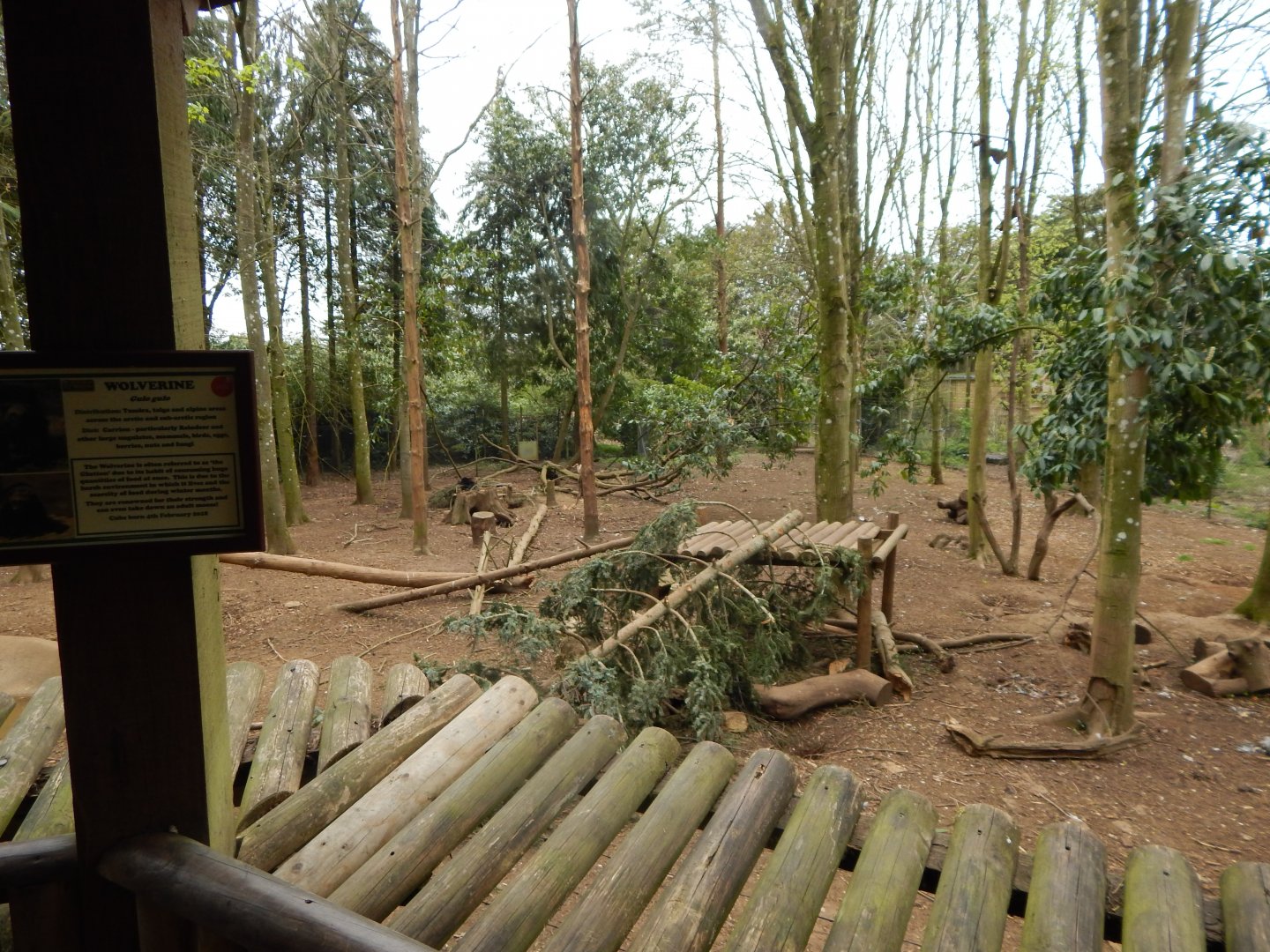 European wolverine exhibit 210421