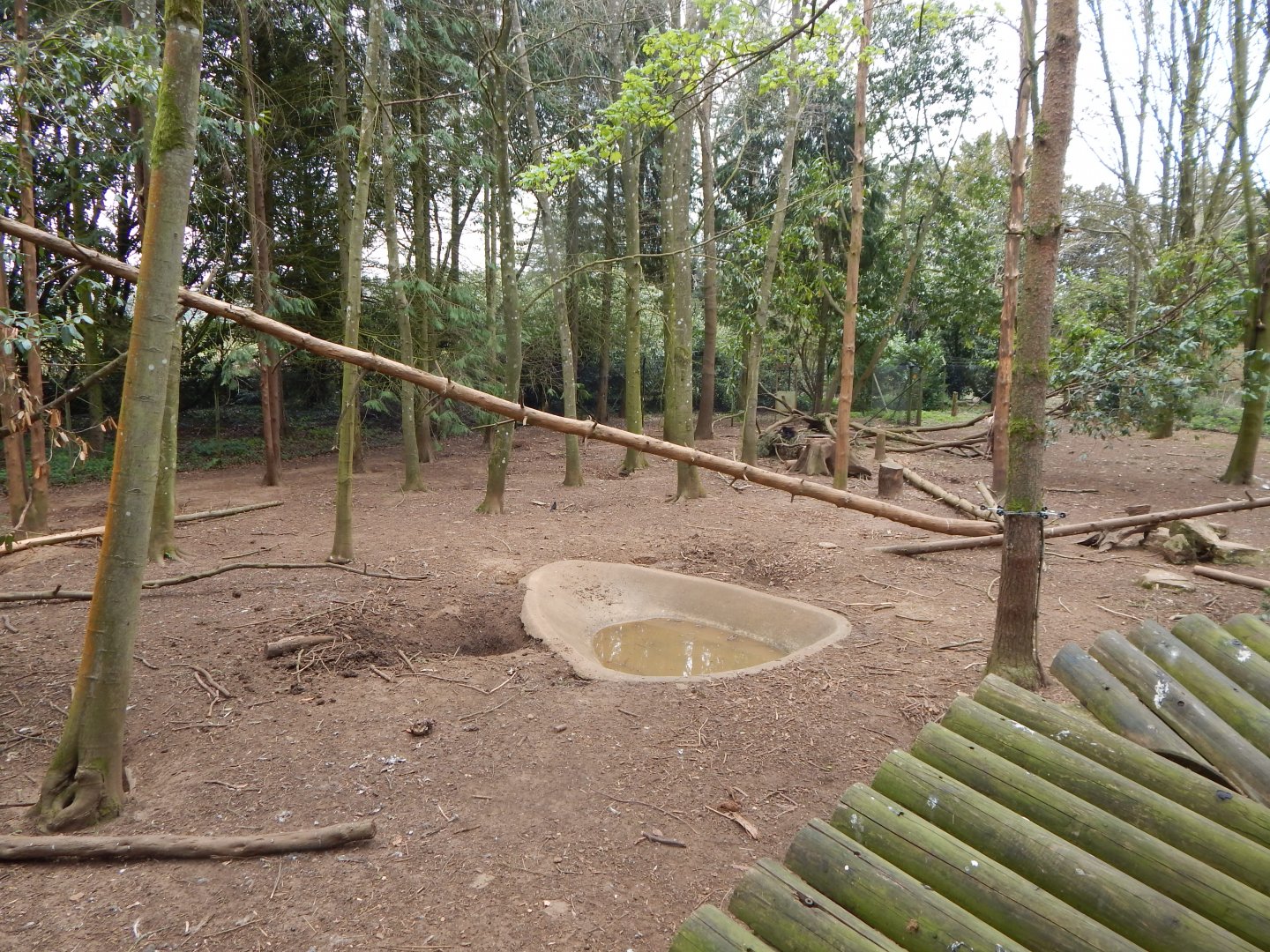 European wolverine exhibit 210421