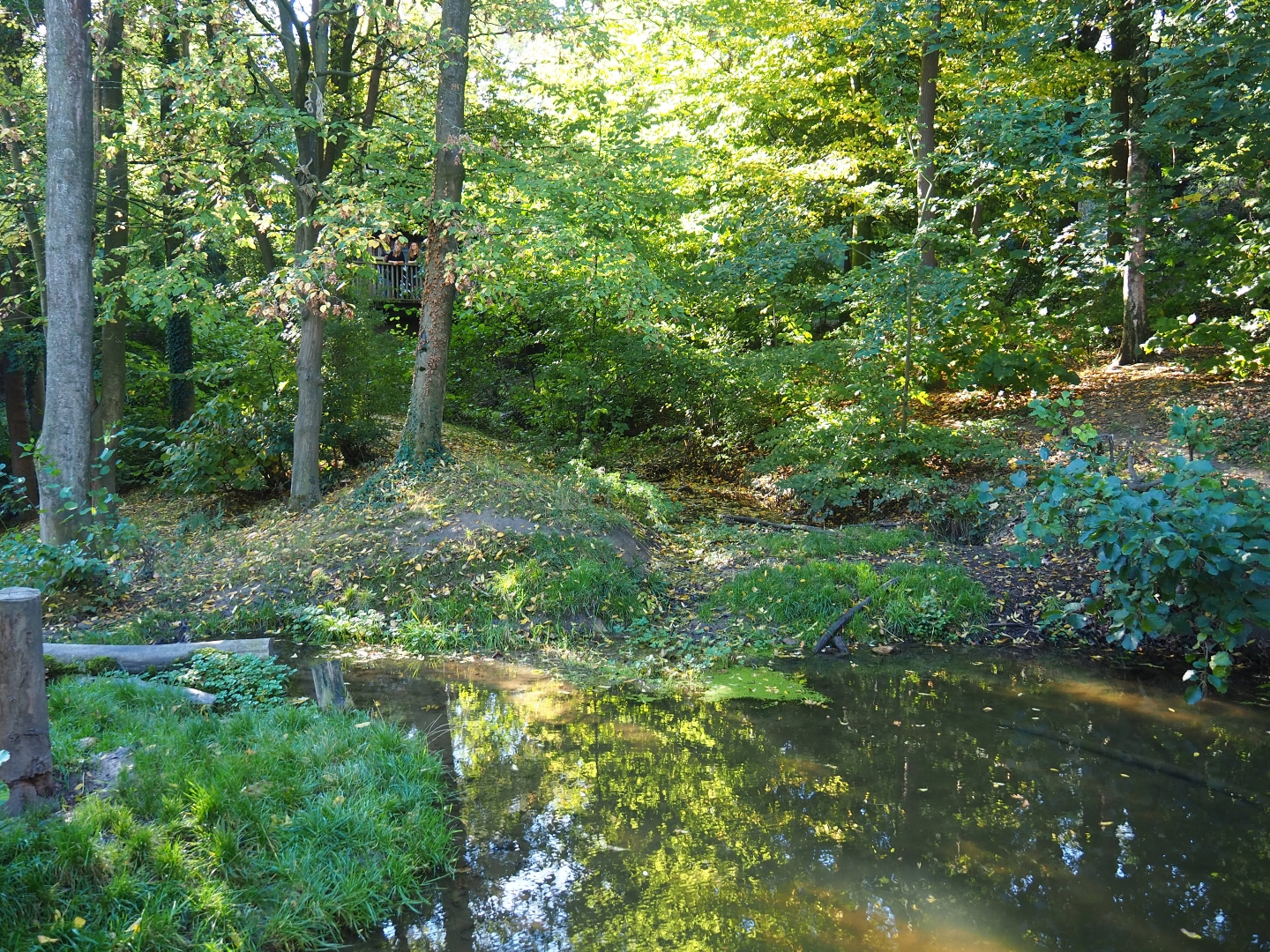 European wolverine exhibit (Oct 13th, 2018)