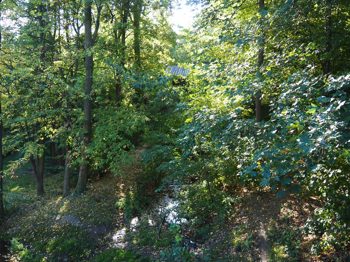 European wolverine exhibit (Oct 13th, 2018)