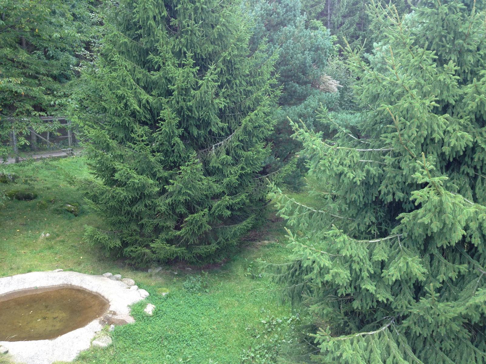 European wolverine exhibit