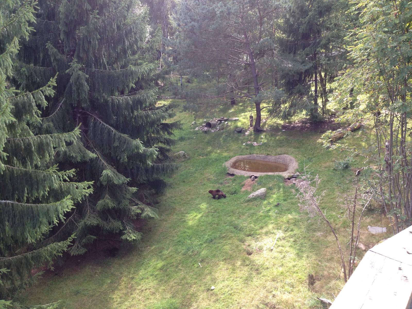 European wolverine exhibit