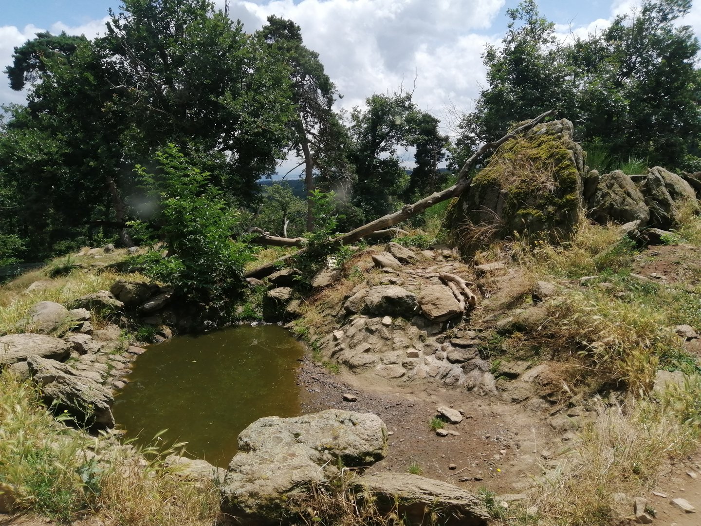 European wolverine exhibit