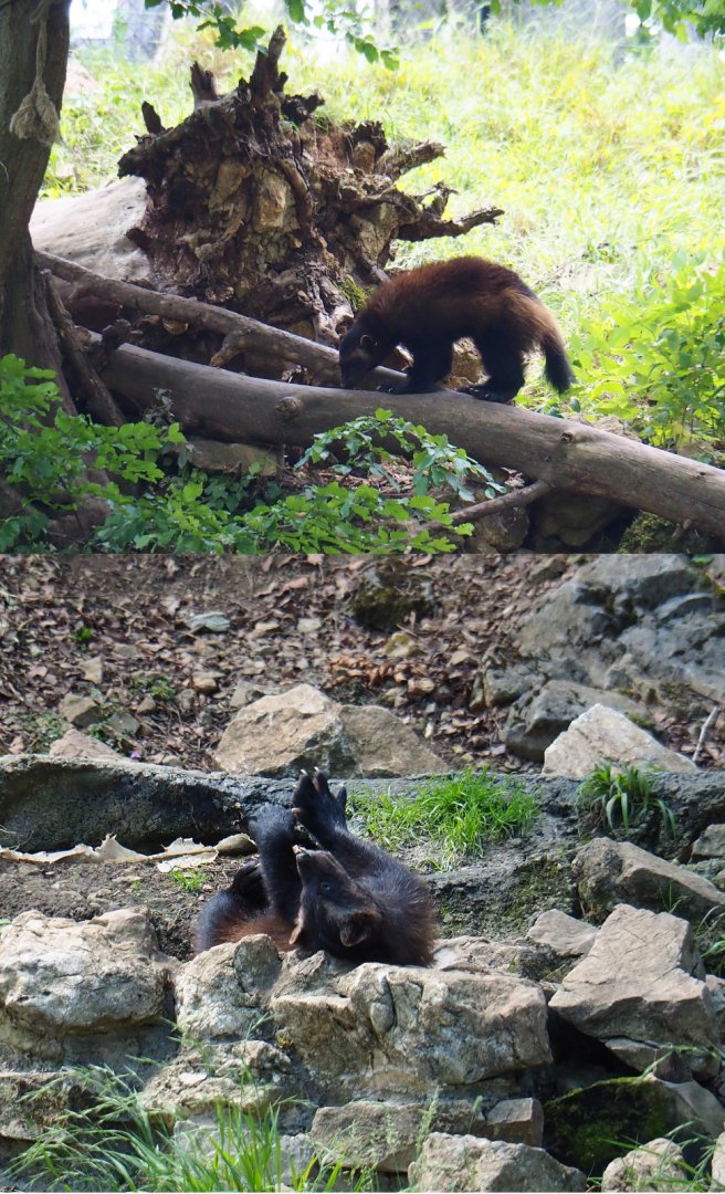 European wolverine (Gulo gulo gulo), 2020-07-12