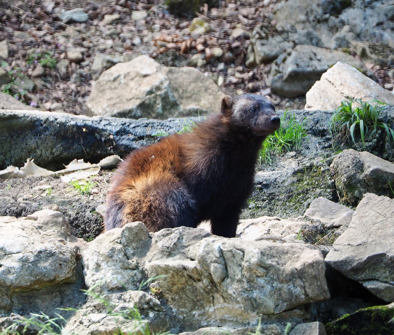 European wolverine (Gulo gulo gulo), 2020-07-12
