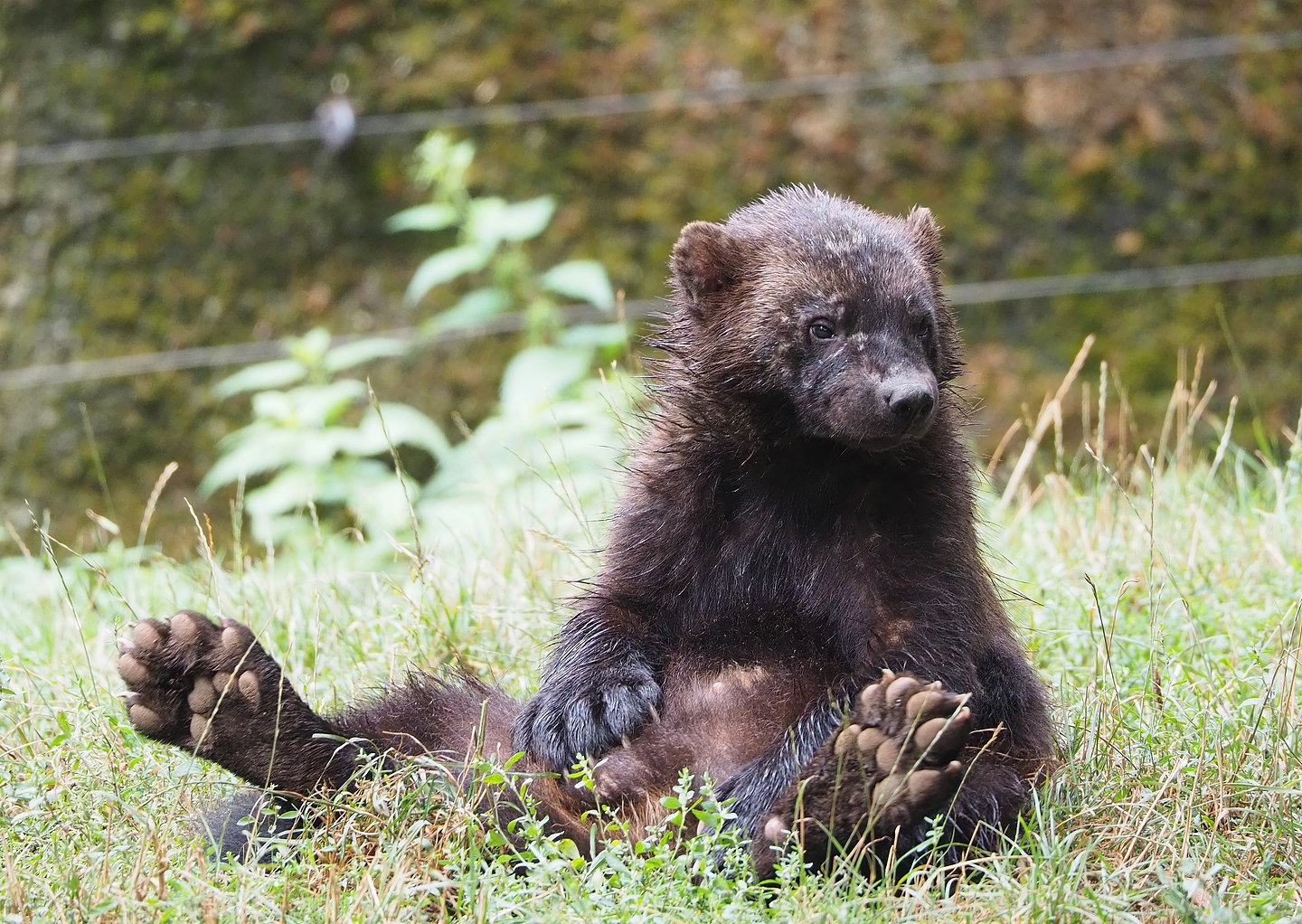 European wolverine (Gulo gulo gulo), 2022-08-20