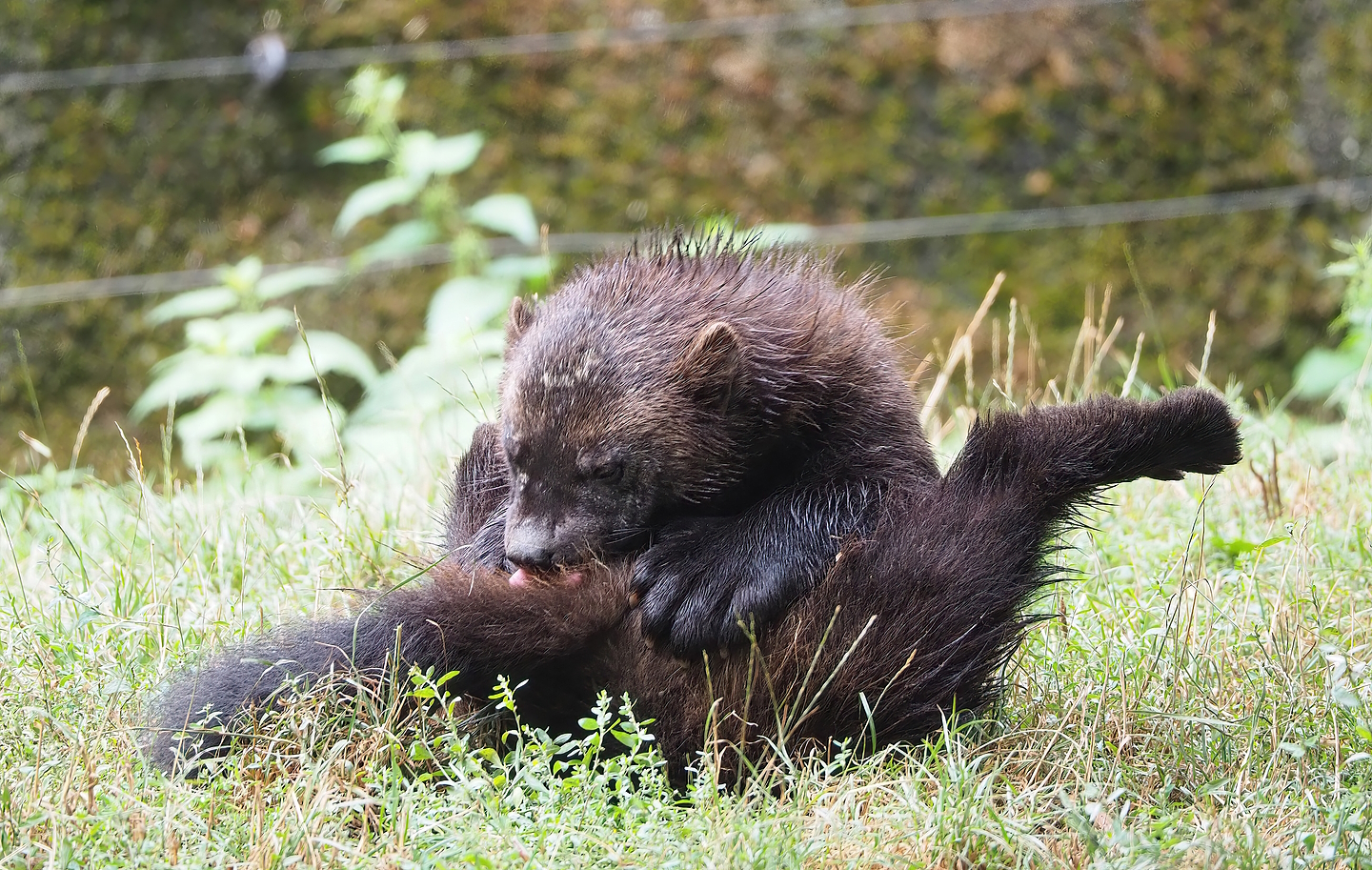 European wolverine (Gulo gulo gulo), 2022-08-20