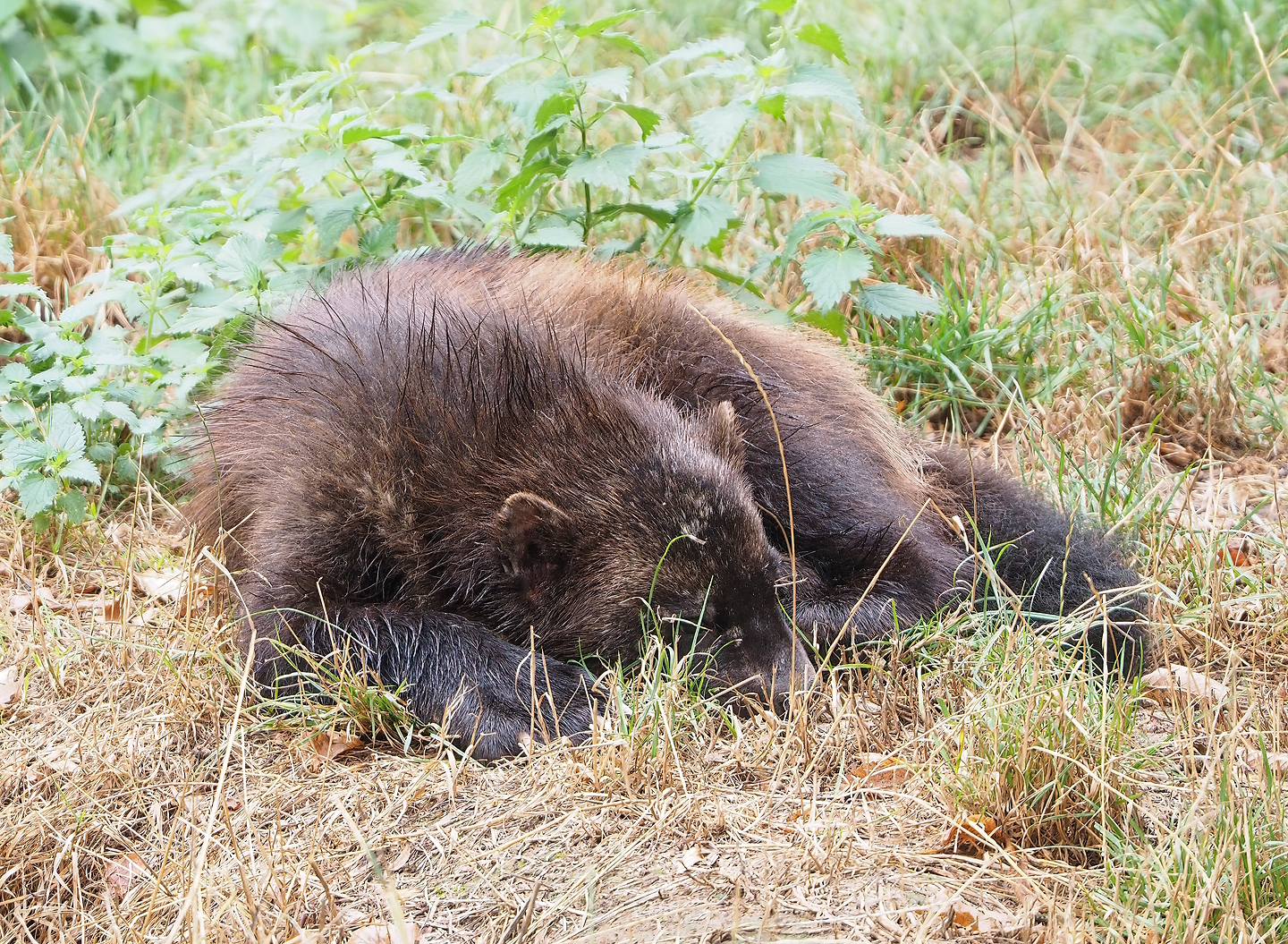 European wolverine (Gulo gulo gulo), 2022-08-20