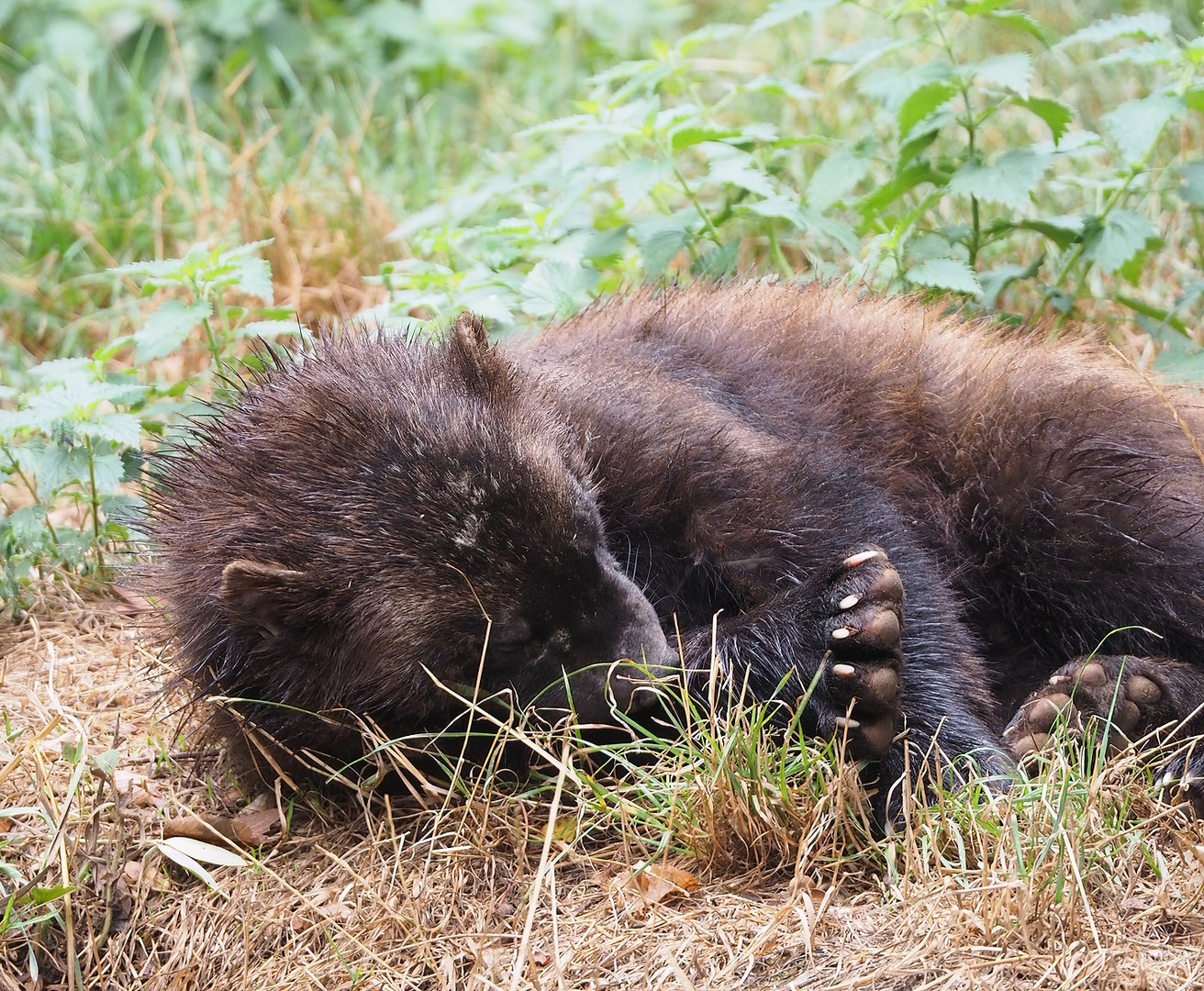 European wolverine (Gulo gulo gulo), 2022-08-20