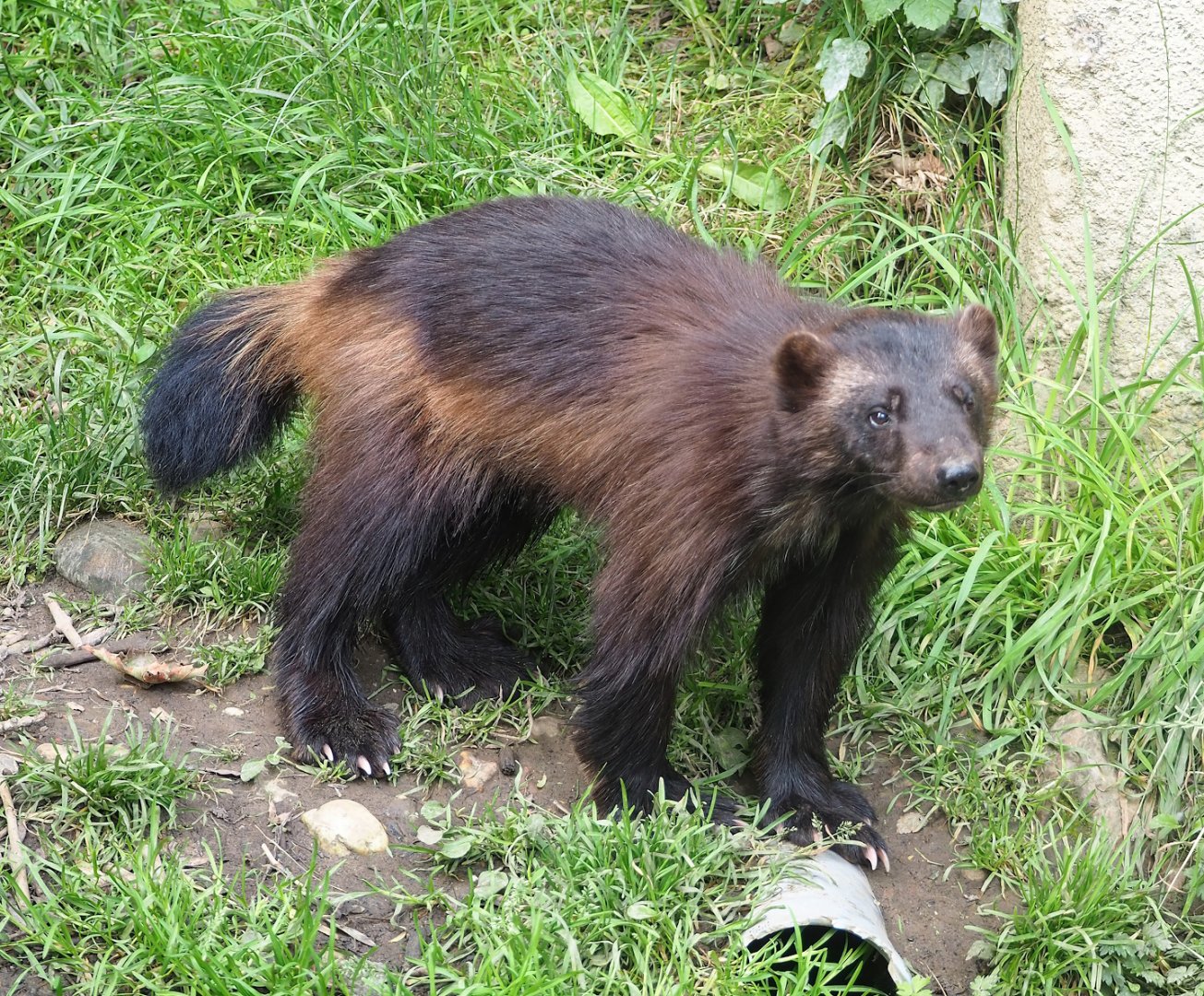 European wolverine (Gulo gulo gulo), 2023-07-18