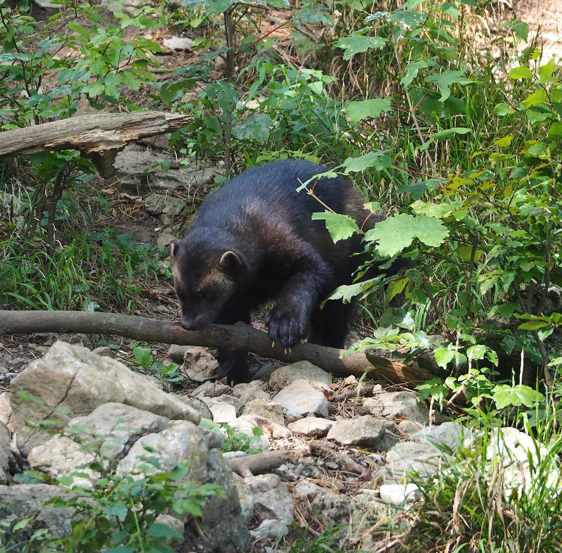 European wolverine (Gulo gulo gulo), 2023-09-26