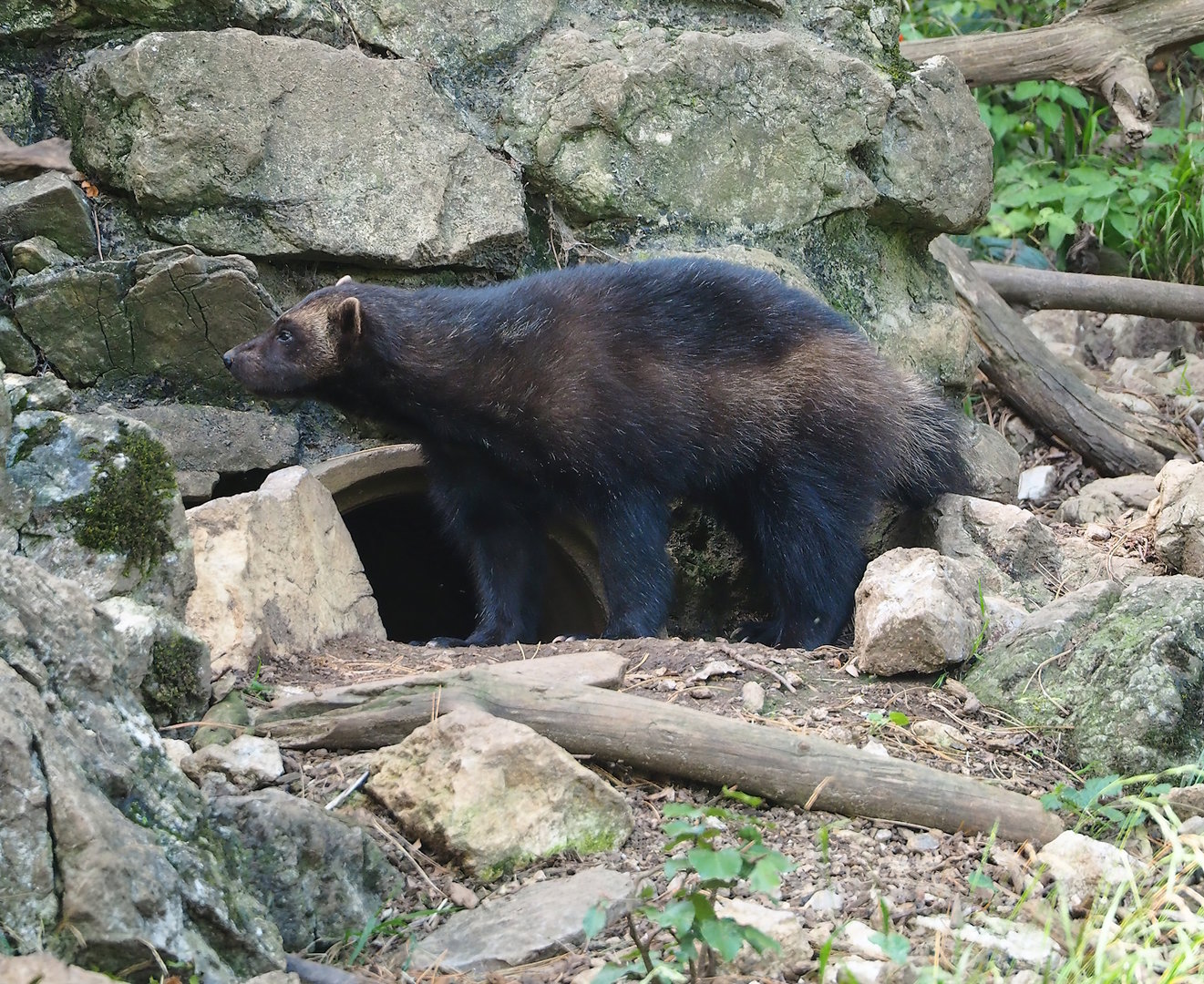 European wolverine (Gulo gulo gulo), 2023-09-26