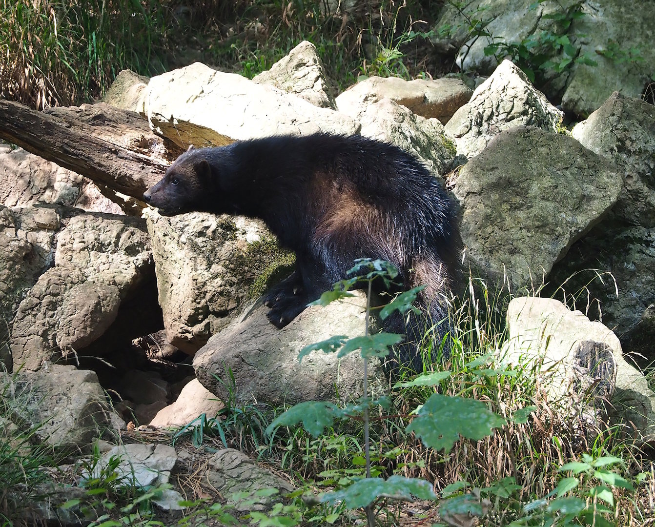 European wolverine (Gulo gulo gulo), 2023-09-26