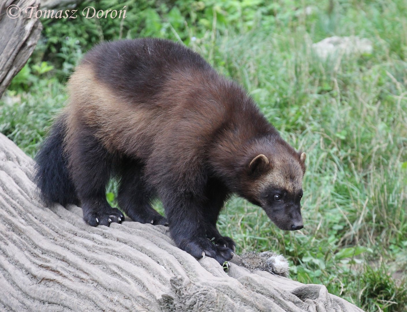 European Wolverine (Gulo gulo gulo), July 2017