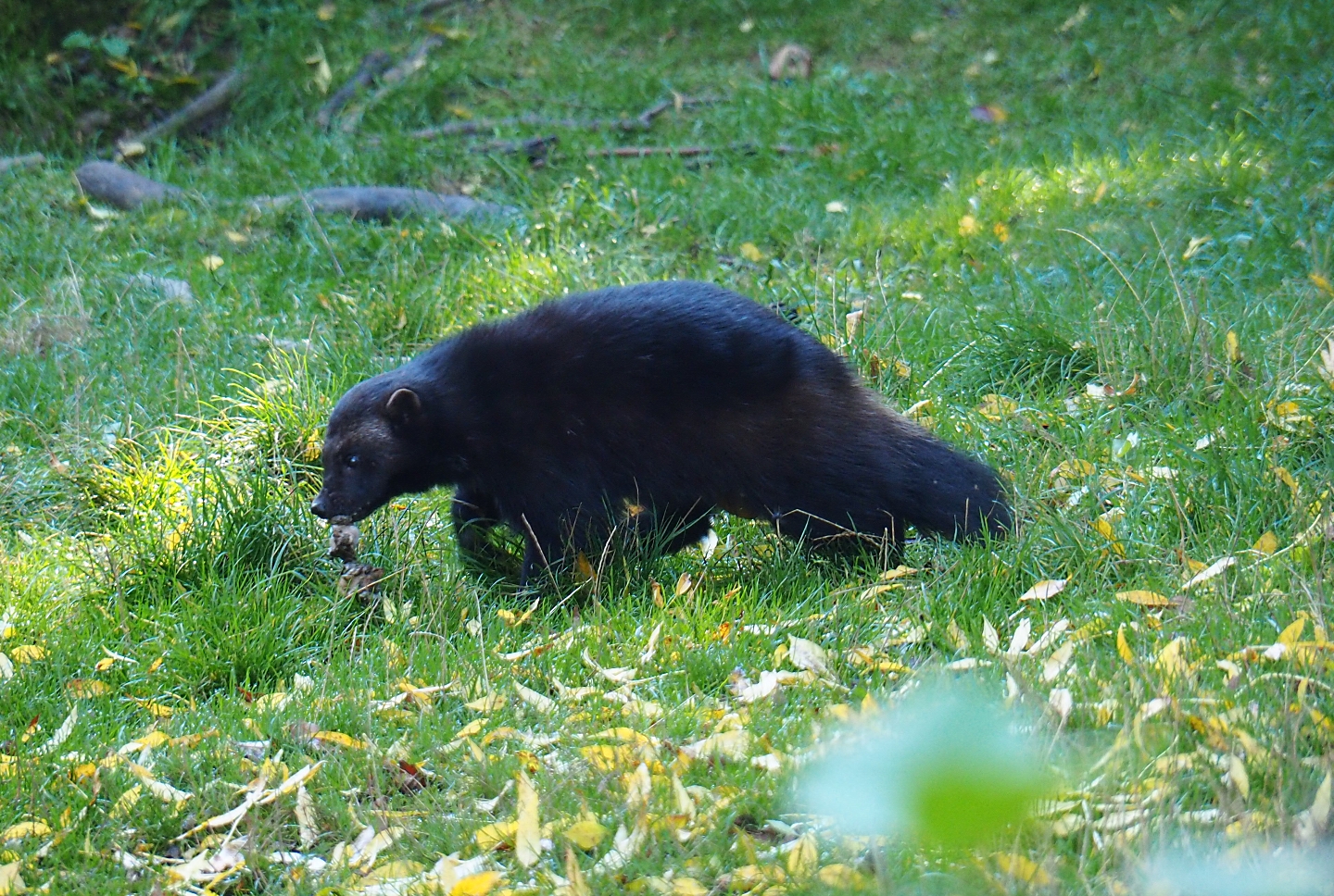 European wolverine (Gulo gulo gulo), Oct 13th, 2018