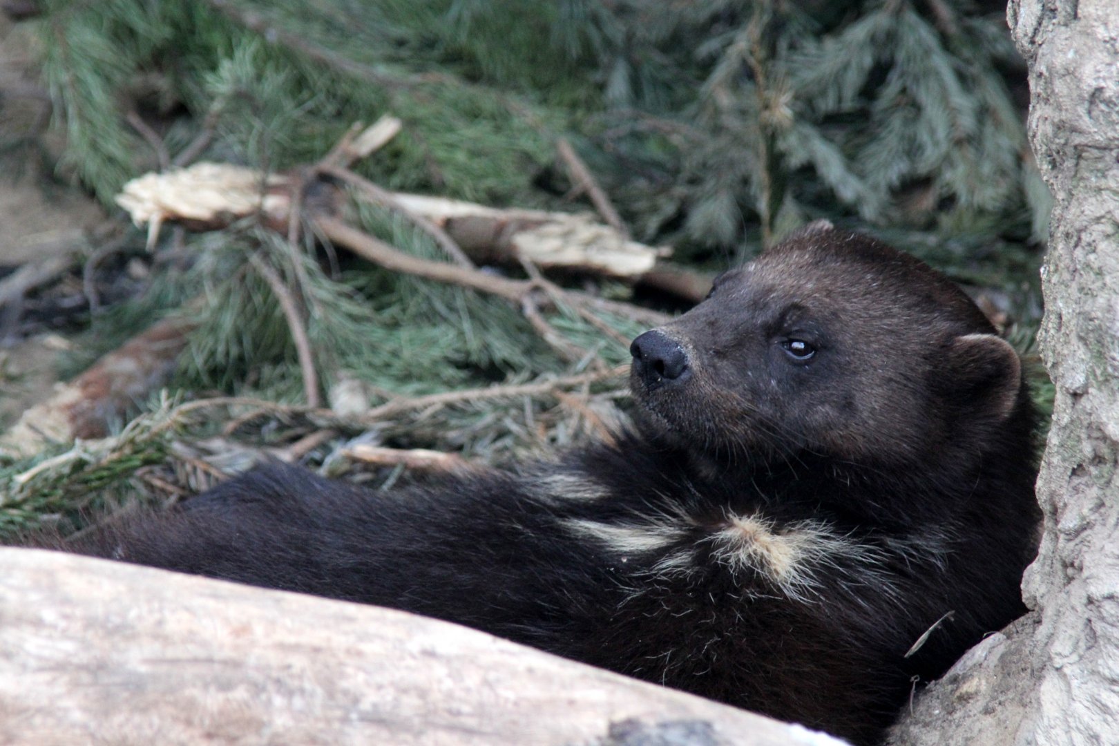 European wolverine (Gulo gulo gulo)