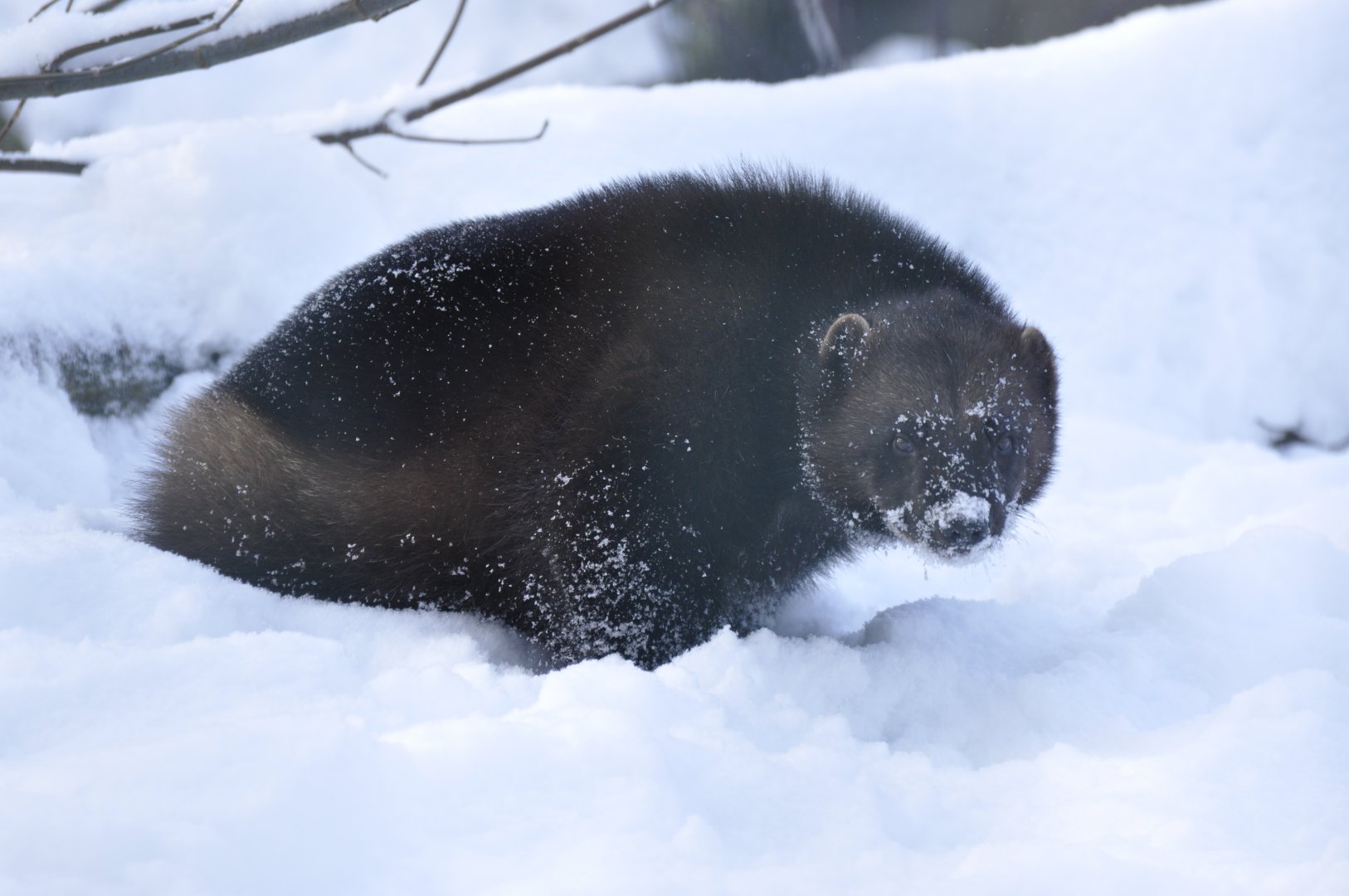 European wolverine (Gulo gulo gulo)