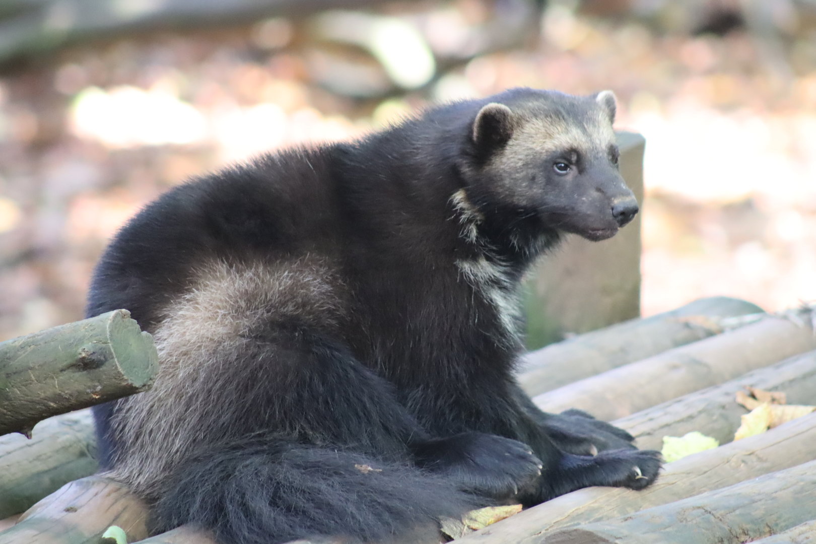 European Wolverine (Gulo gulo gulo)