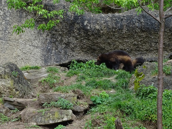 European wolverine (Gulo gulo gulo)