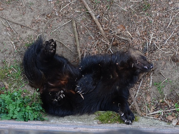 European wolverine (Gulo gulo gulo)