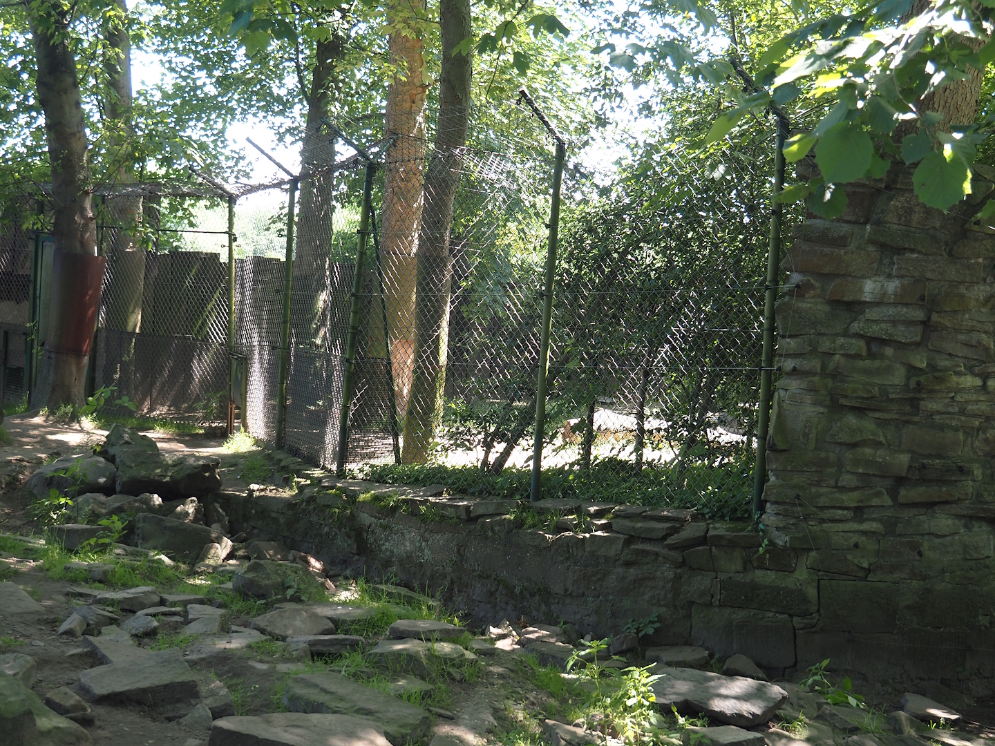 European wolverine holding/separation area, 2024-06-08