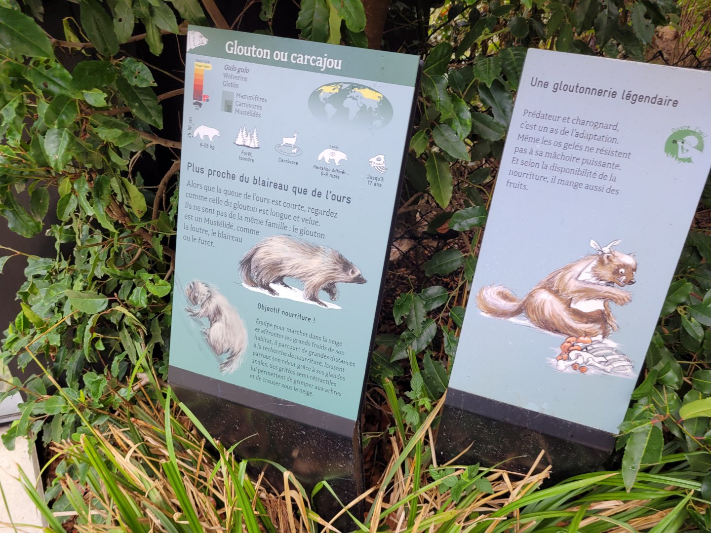 European wolverine sign -Parc Zoologique de Paris (2022)