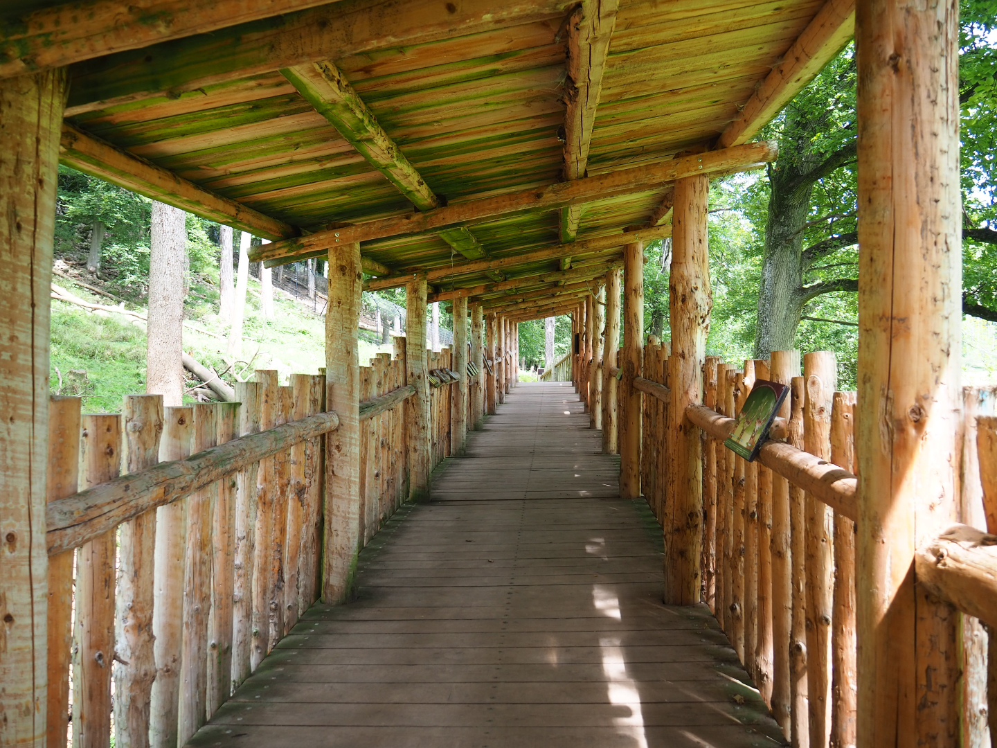 European wolverine viewing area, 2021-08-15