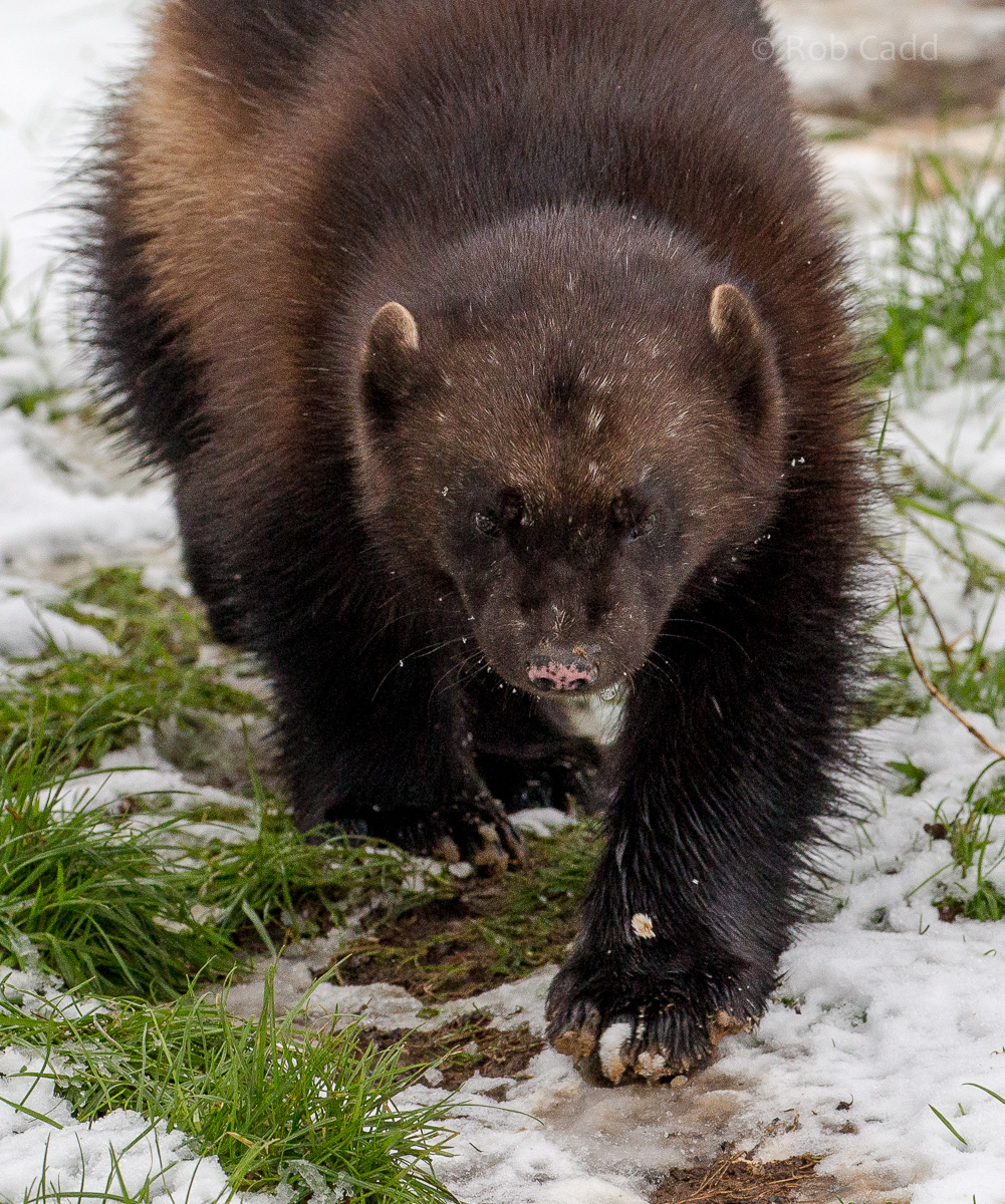 European wolverine : Whipsnade : 17 Jan 2016
