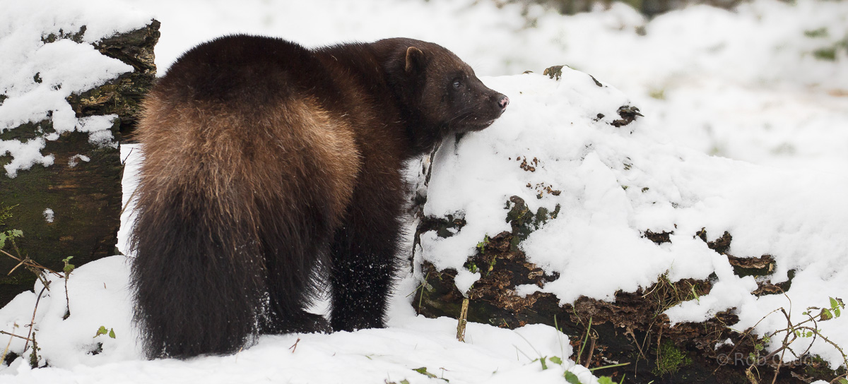 European wolverine : Whipsnade : 17 Jan 2016