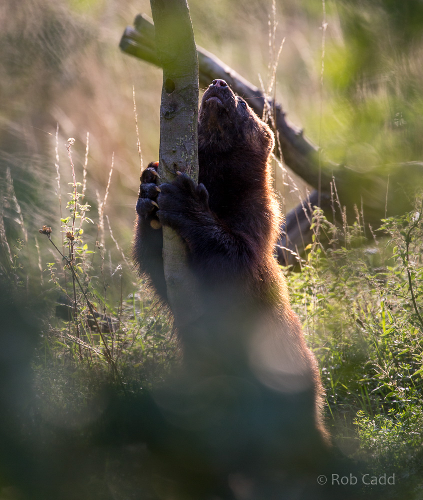 European wolverine : Whipsnade : 25 Aug 2017