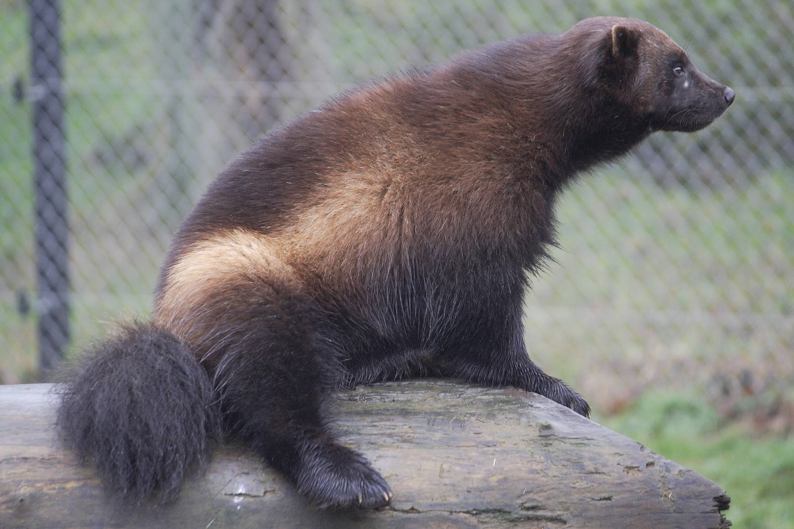 European wolverine