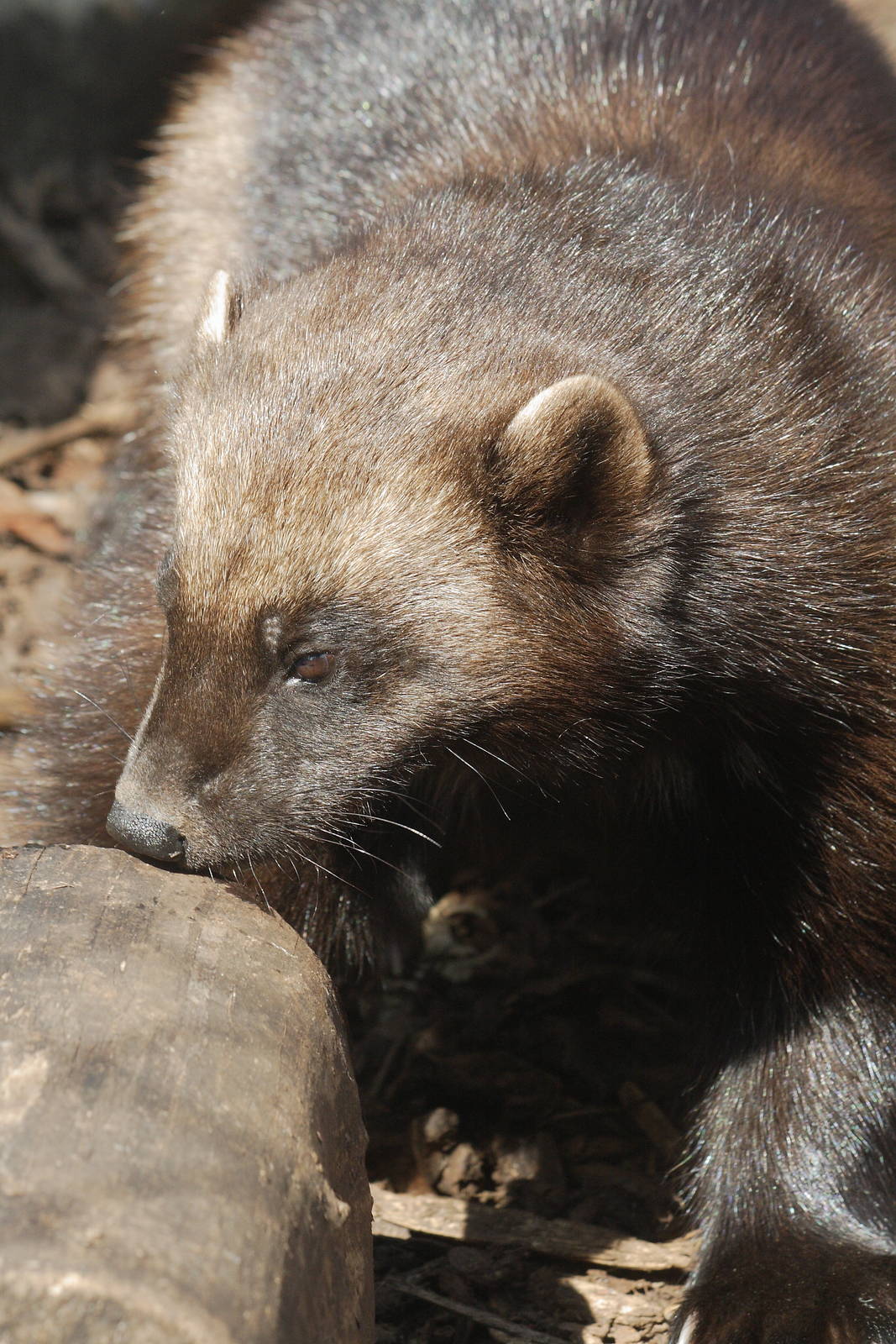 European wolverine