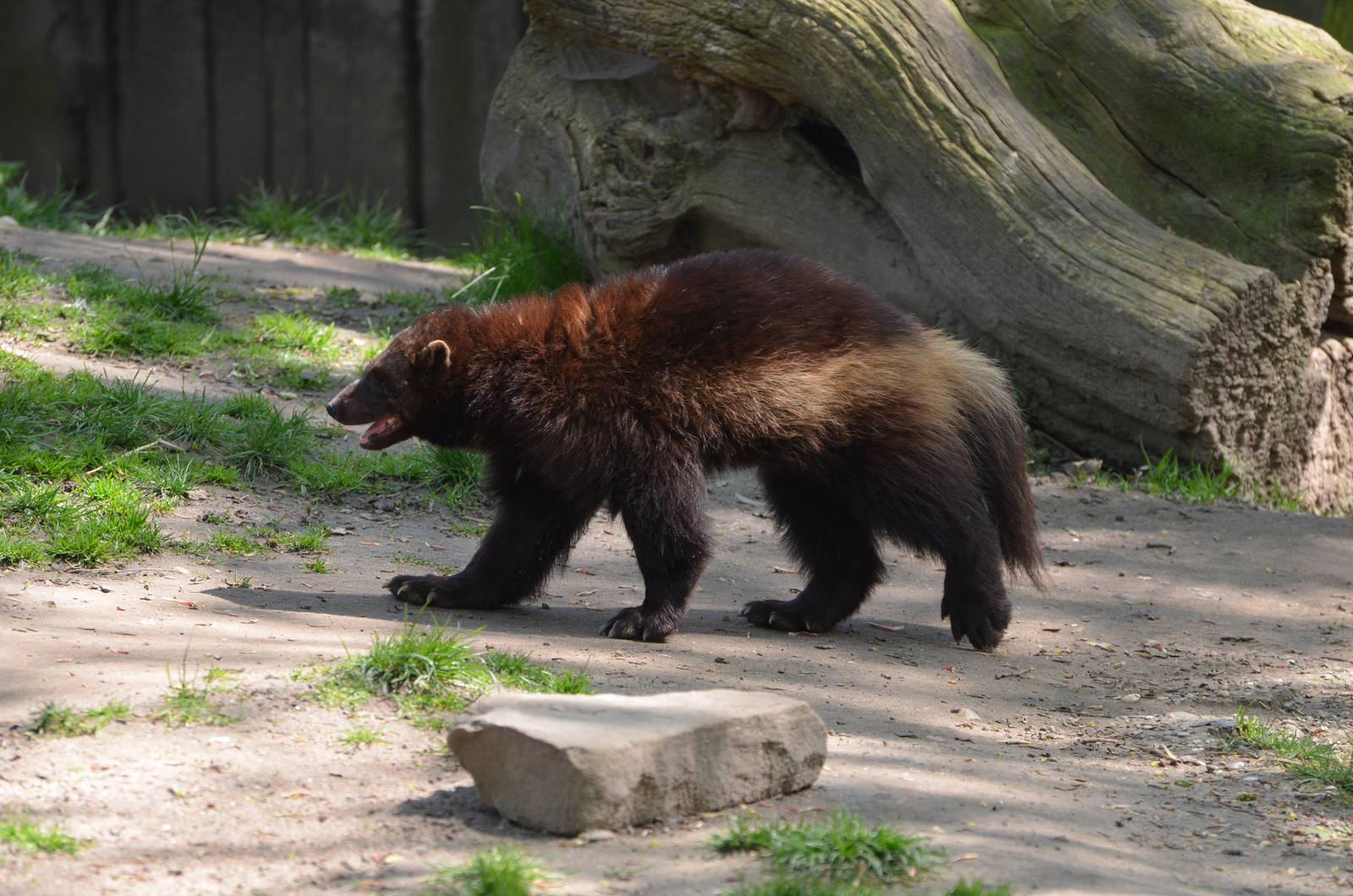 European wolverine