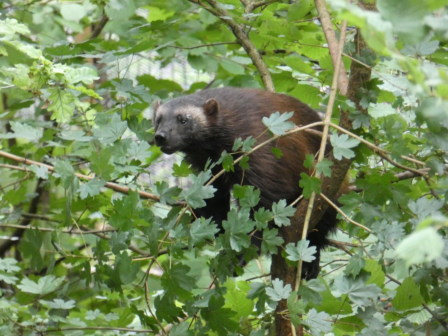 European Wolverine