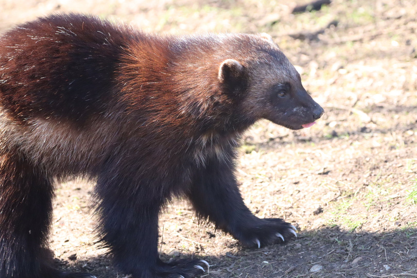 European Wolverine