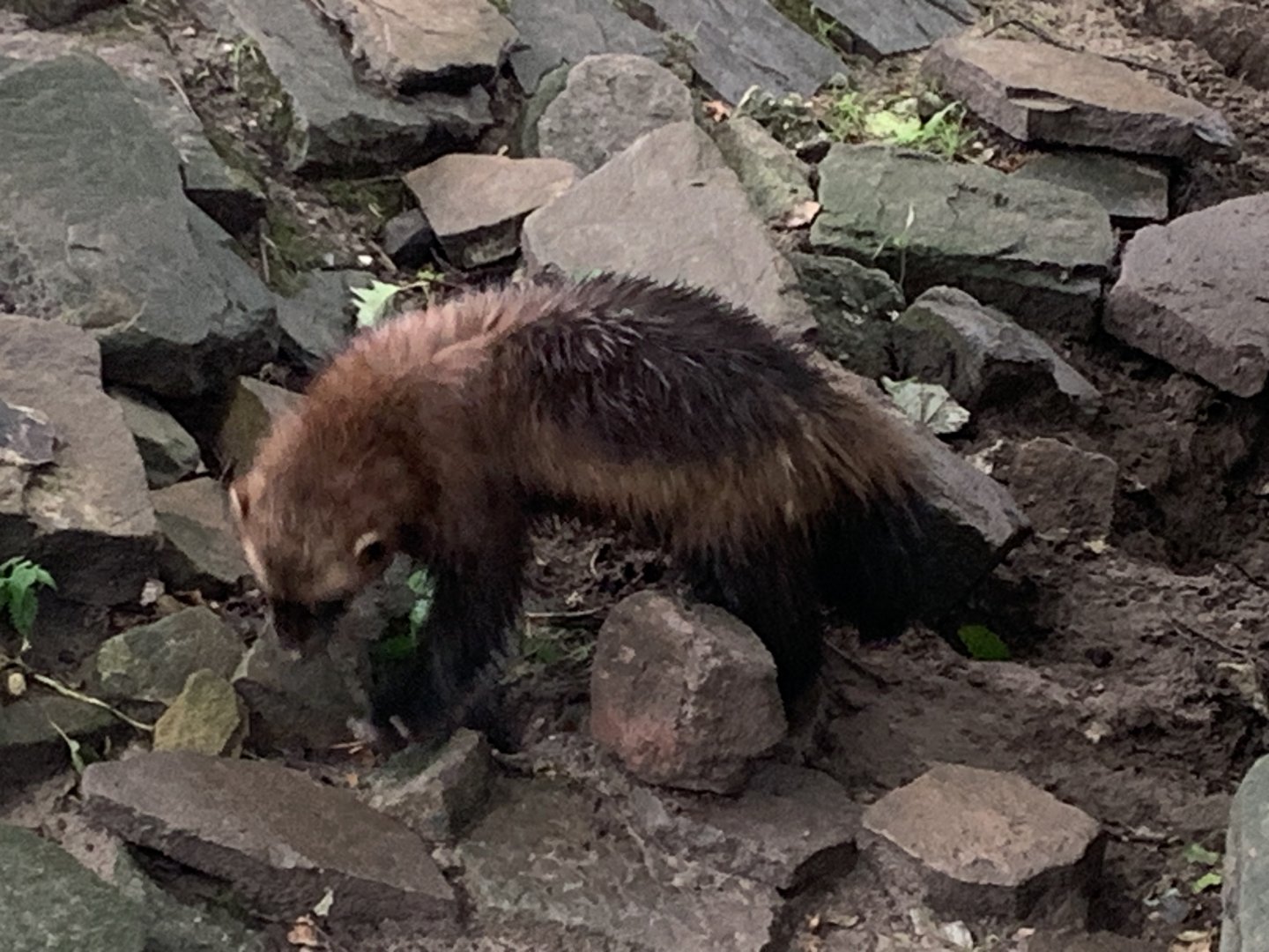 European wolverine