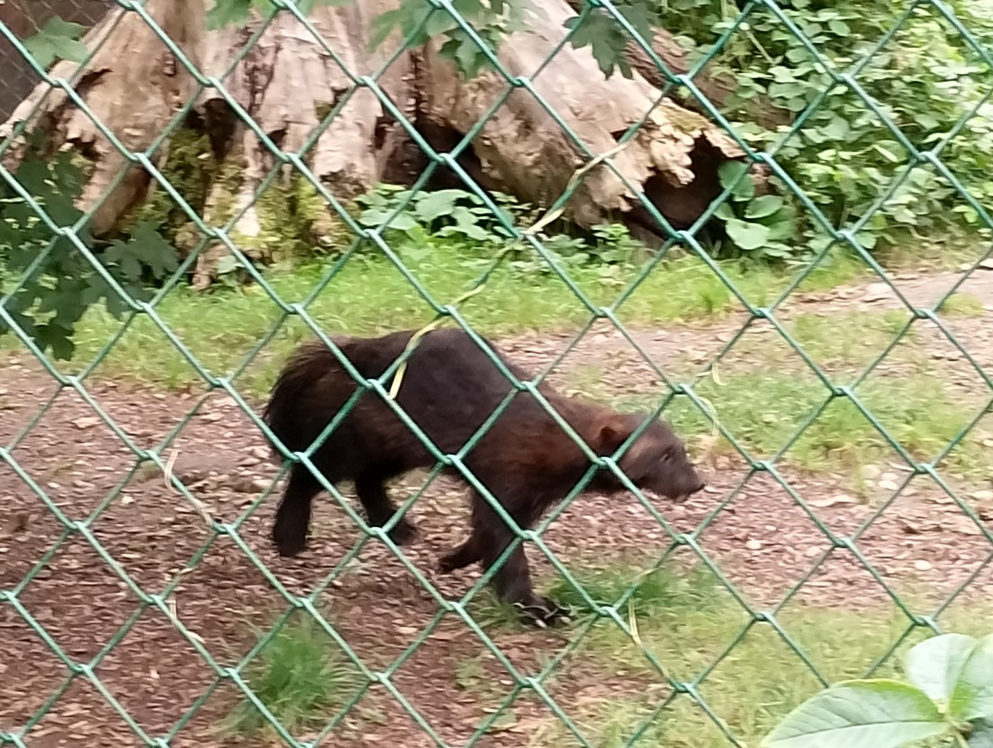 European wolverine