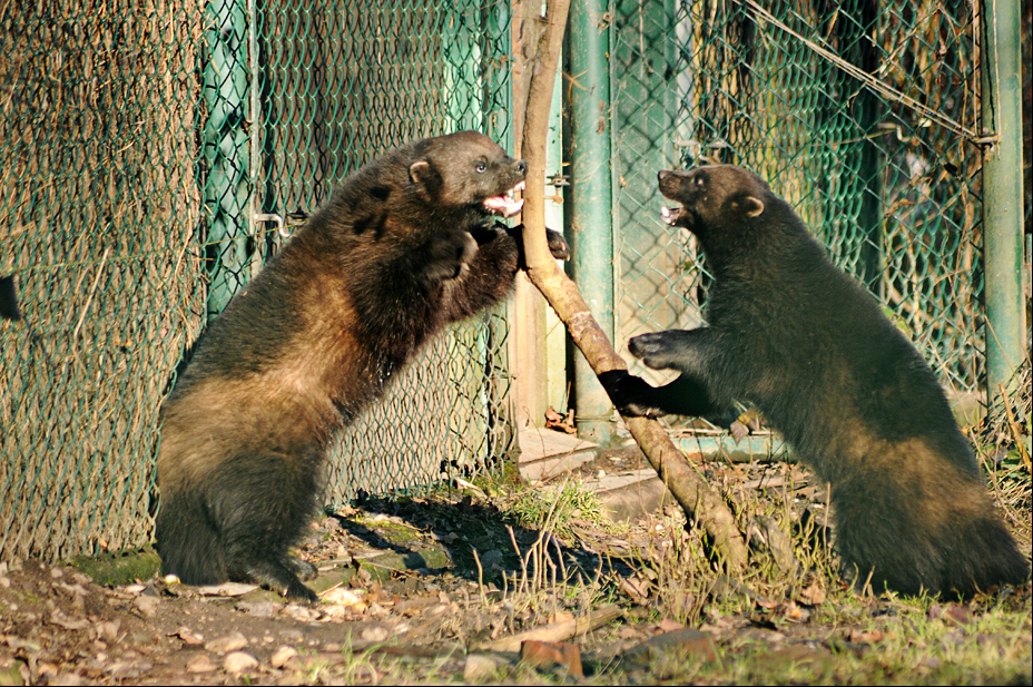 European wolverines at Hellabrunn