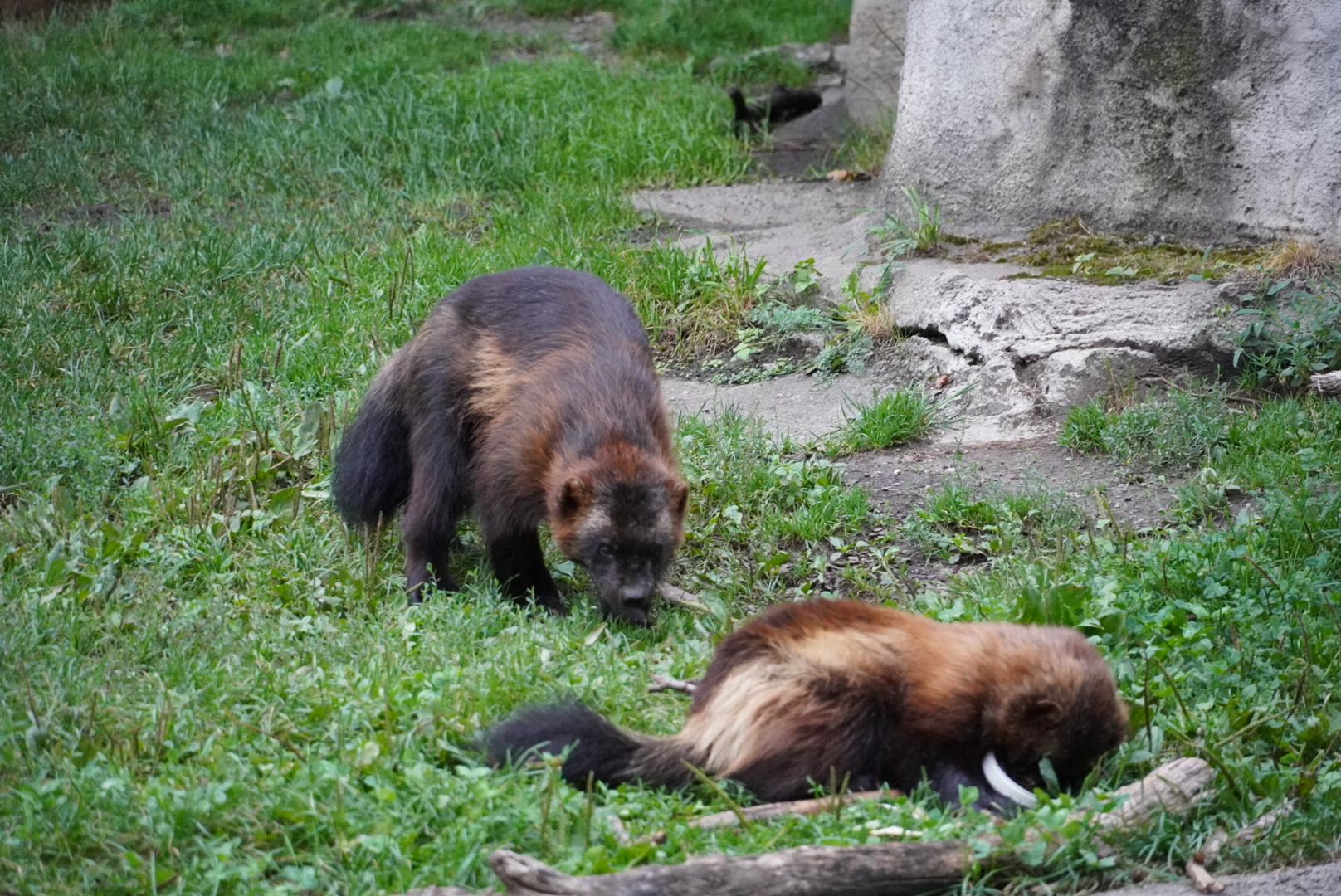 European Wolverines