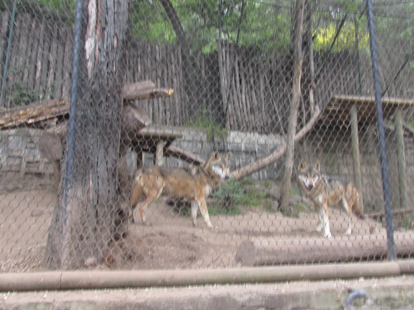european wolves