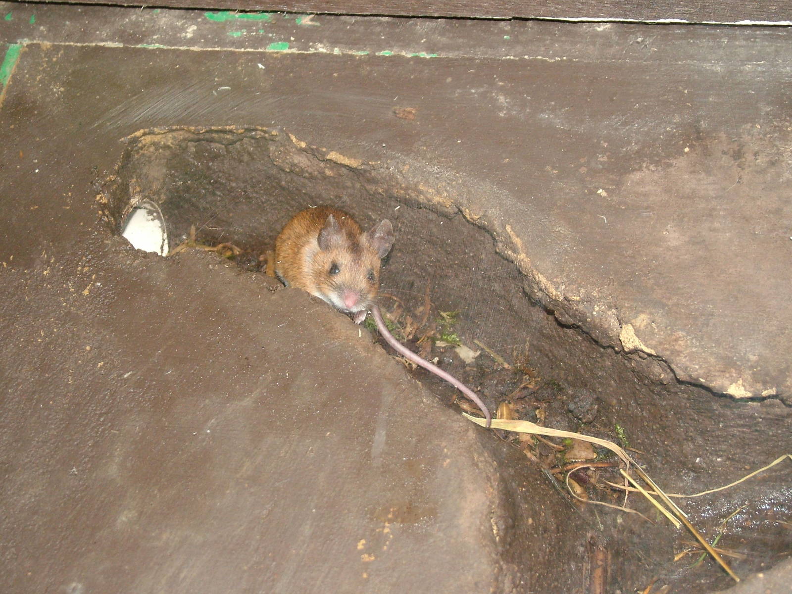 European Wood Mouse at the British Wildlife Centre 14/03/10