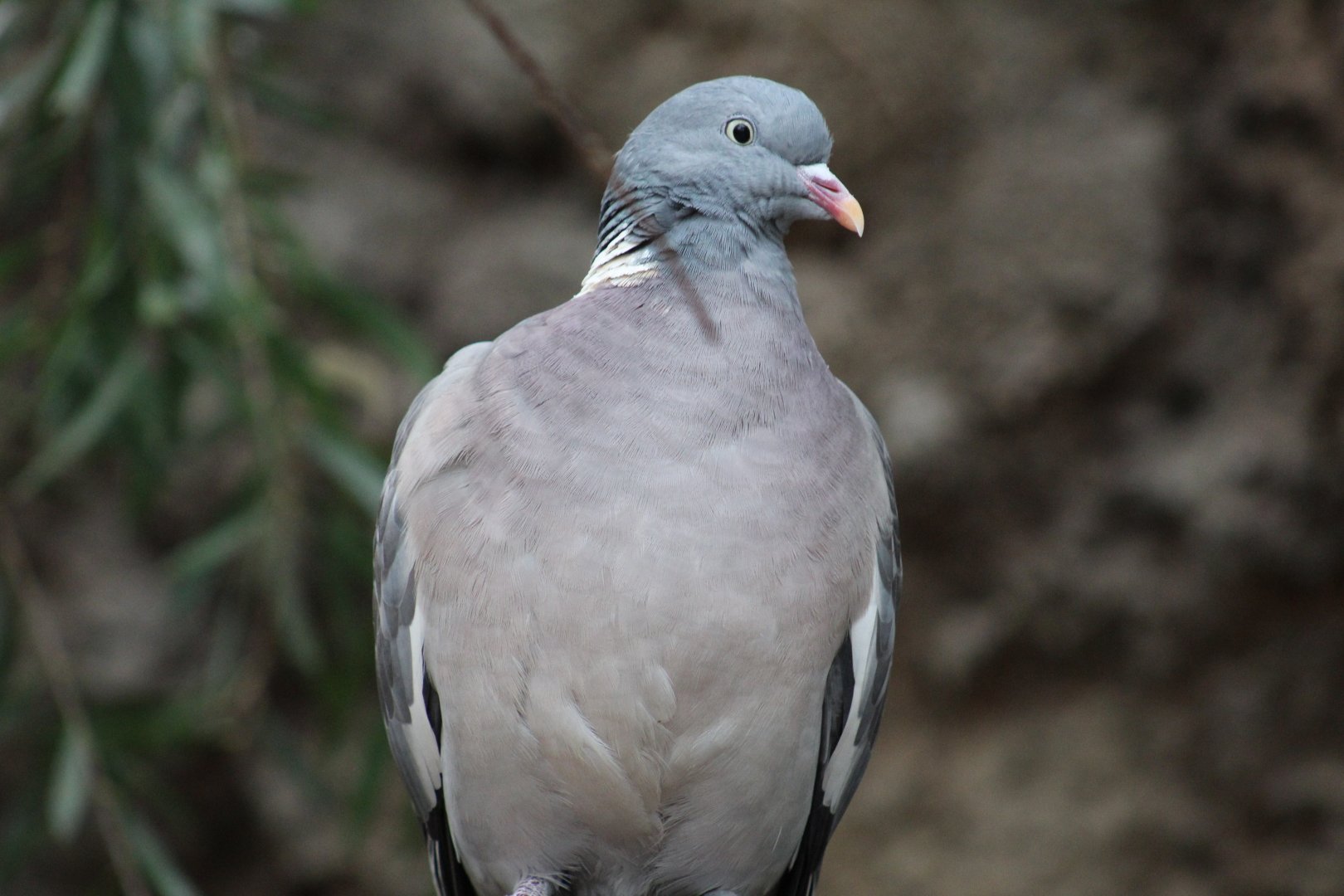 European Wood-Pigeon
